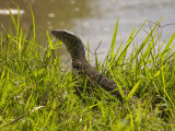 Nile Monitor Lizard (Varanus Nicolitus), Masai Mara National Reserve, Kenya, East Africa, Africa Impressão fotográfica por Sergio Pitamitz Nile Monitor Lizard (Varanus Nicolitus), Masai Mara National Reserve, Kenya, East Africa, Africa Impressão fotográfica por Sergio Pitamitz