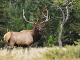 Elk (Wapiti), Jasper National Park, Alberta, Canada, North America Lámina fotográfica por Jochen Schlenker Elk (Wapiti), Jasper National Park, Alberta, Canada, North America Lámina fotográfica por Jochen Schlenker