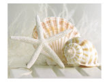 Cali Starfish I reproduction procédé giclée