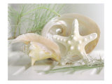 Cali Starfish IV Giclée-Druck