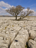 Tree Growing Through the Limestone, Yorkshire Dales National Park, Yorkshire, England Photographic Print by Neale Clark