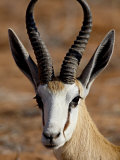 Springbok (Antidorcas Marsupialis), Kgalagadi Transfrontier Park, South Africa Reprodukcja zdjęcia autor James Hager