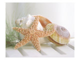 Cali Starfish II Giclee Print
