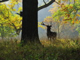 Deer, Favorite Park, Ludwigsburg, Baden-Wurttemberg, Germany, Europe Fotografie-Druck von Jochen Schlenker