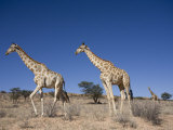 Giraffes (Giraffa Camelopardalis), Kgalagadi Transfrontier Park, Northern Cape, South Africa Reprodukcja zdjęcia autor Ann & Steve Toon Giraffes (Giraffa Camelopardalis), Kgalagadi Transfrontier Park, Northern Cape, South Africa Reprodukcja zdjęcia autor Ann & Steve Toon