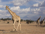 Giraffe (Giraffa Camelopardalis), Kgalagadi Transfrontier Park, Northern Cape, South Africa, Africa Photographie par Ann & Steve Toon