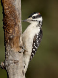 Male Hairy Woodpecker (Picoides Villosus), Wasilla, Alaska, United States of America, North America Photographic Print by James Hager