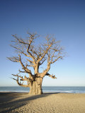 Baobab Tree, Sine Saloum Delta, Senegal, West Africa, Africa Photographie par Robert Harding