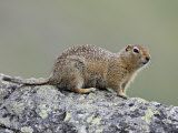 Arctic Ground Squirrel (Parka Squirrel) (Citellus Parryi), Hatcher Pass, Alaska Photographic Print by James Hager