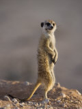 Meerkat Sentinel (Suricatta Suricata), Kgalagadi Transfrontier Park, Northern Cape, South Africa Photographic Print by Ann & Steve Toon