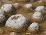 Thrombolites, Microbialite That Produce Oxygen and Deposit Calcium Carbonate, Western Australia Photographic Print by Robert Francis