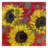 Girasoles Lámina giclée por Shari White