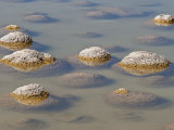 Thrombolites, Microbialite That Produce Oxygen and Deposit Calcium Carbonate, Western Australia Photographic Print by Robert Francis