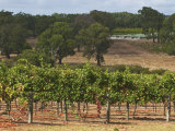 Winery Vineyard in Famous Region of Margaret River, Augusta-Margaret Shire, Western Australia Photographic Print by Robert Francis