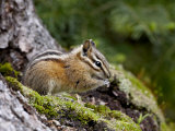 Yellow Pine Chipmunk (Eutamias Amoenus), Manning Provincial Park, British Columbia, Canada Photographic Print by James Hager