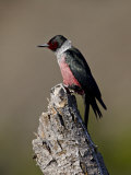 Lewis's Woodpecker (Melanerpes Lewis), Okanogan County, Washington Photographie par James Hager