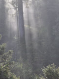 Rainforest, Pacific Rim National Park, Vancouver Island, British Columbia, Canada, North America Lámina fotográfica por Jochen Schlenker