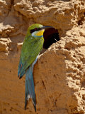 Swallow-Tailed Bee-Eater (Merops Hirundineus), Kgalagadi Transfrontier Park, South Africa Photographie par James Hager