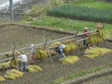 Rice Harvest, Hanging Out Cut Rice to Dry, Hiraizumi, Iwate-Ken, Northern Honshu, Japan, Asia Photographic Print by Tony Waltham