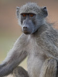 Chacma Baboon (Papio Ursinus), Kruger National Park, South Africa, Africa Photographic Print by James Hager