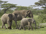 Three African Elephant (Loxodonta Africana), Serengeti National Park, Tanzania, East Africa, Africa Photographie par James Hager