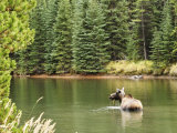 Cow Moose Feeding in Moose Lake, Jasper National Park, UNESCO World Heritage Site, Alberta, Canada Lámina fotográfica por Jochen Schlenker