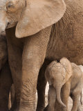 Elephant and Baby (Loxodonta Africana), Addo Elephant National Park, Eastern Cape, South Africa Photographie par Ann & Steve Toon