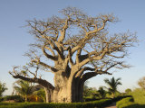 Baobab Tree, Sine Saloum Delta, Senegal, West Africa, Africa Photographic Print by Robert Harding