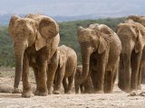 Ann & Steve Toon - Elephant Breeding Herd (Loxodonta Africana), Addo Elephant National Park, South Africa - Fotografik Baskı Ann & Steve Toon - Elephant Breeding Herd (Loxodonta Africana), Addo Elephant National Park, South Africa - Fotografik Baskı