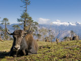 Yak Grazing on Top of the Pele La Mountain Pass with the Himalayas in the Background, Bhutan Photographie par Michael Runkel