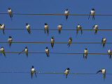 Barn (European) Swallow (Hirundo Rustica) on Wire, Overberg, Western Cape, South Africa, Africa Fotografie-Druck von Ann & Steve Toon