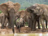 Elephant Breeding Herd (Loxodonta Africana), Addo Elephant National Park, South Africa Photographic Print by Ann & Steve Toon