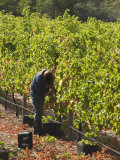 Grape Pickers at a Winery Vineyard in Region of Margaret River, Western Australia Photographic Print by Robert Francis