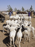 Animal Market at Ngueniene, Near Mbour, Senegal, West Africa, Africa Photographic Print by Robert Harding