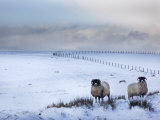 Northumberland Blackface Sheep in Snow, Tarset, Hexham, Northumberland, United Kingdom, Europe Reprodukcja zdjęcia autor Ann & Steve Toon