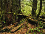 Rainforest, Pacific Rim National Park, Vancouver Island, British Columbia, Canada, North America Lámina fotográfica por Jochen Schlenker