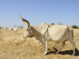 Brahman Cattle, Senegal, West Africa, Africa Photographic Print by Robert Harding