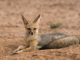 Cape Fox (Vulpes Chama), Kgalagadi Transfrontier Park, Northern Cape, South Africa, Africa Photographie par Ann & Steve Toon