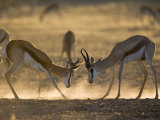 Springbok Sparring (Antidorcas Marsupialis), Kgalagadi Transfrontier Park, South Africa, Africa Fotografisk trykk av Ann & Steve Toon