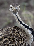 Black-Bellied Bustard (Black-Bellied Korhaan), Masai Mara National Reserve, Kenya Photographic Print by James Hager