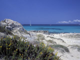 Yellow Flowers on the Beach, Formentera, Balearic Islands, Spain, Mediterranean, Europe Photographic Print by Vincenzo Lombardo