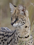 Serval (Felis Serval), Masai Mara National Reserve, Kenya, East Africa, Africa Photographie par James Hager