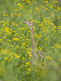 Female Black-Bellied Bustard, Imfolozi Game Reserve, South Africa Photographic Print by James Hager