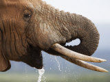 Bull Elephant (Loxodonta Africana), Drinking, Addo Elephant National Park, South Africa Fotografie-Druck von Ann & Steve Toon