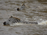 Common Zebra (Burchell's Zebra) Crossing the Mara River, Masai Mara National Reserve, Kenya Photographic Print by James Hager