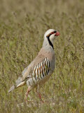 Male Chukar (Alectoris Chukar), Antelope Island State Park, Utah, United States of America Photographie par James Hager