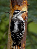 Hairy Woodpecker (Picoides Villosus) on a Magic Log, Wasilla, Alaska Photographic Print by James Hager