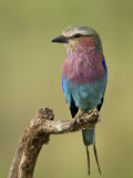Lilac-Breasted Roller (Coracias Caudata), Serengeti National Park, Tanzania, East Africa, Africa Photographie par James Hager
