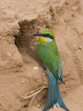 Swallow-Tailed Bee-Eater (Merops Hirundineus), at Nest Hole, Kgalagadi Transfrontier Park, Africa Photographie par Ann & Steve Toon