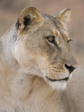 Lioness (Panthera Leo), Kgalagadi Transfrontier Park, South Africa, Africa Photographie par Ann & Steve Toon